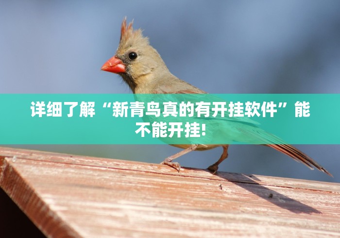 详细了解“新青鸟真的有开挂软件”能不能开挂!