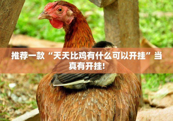 推荐一款“天天比鸡有什么可以开挂”当真有开挂!