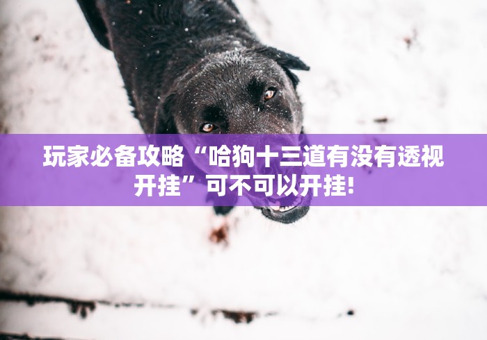 玩家必备攻略“哈狗十三道有没有透视开挂”可不可以开挂!