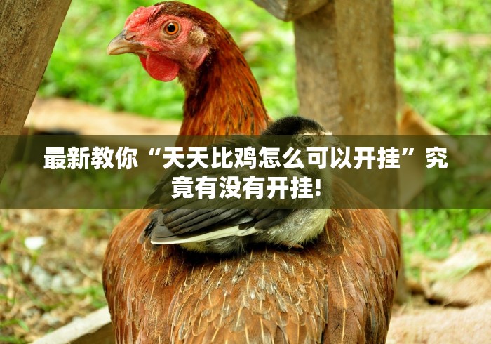 最新教你“天天比鸡怎么可以开挂”究竟有没有开挂!