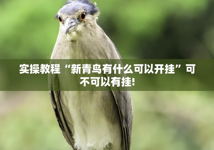 实操教程“新青鸟有什么可以开挂”可不可以有挂!